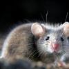 Сонник — к чему снится маленькая серая мышь